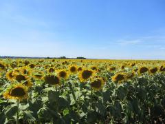 Niort 2012